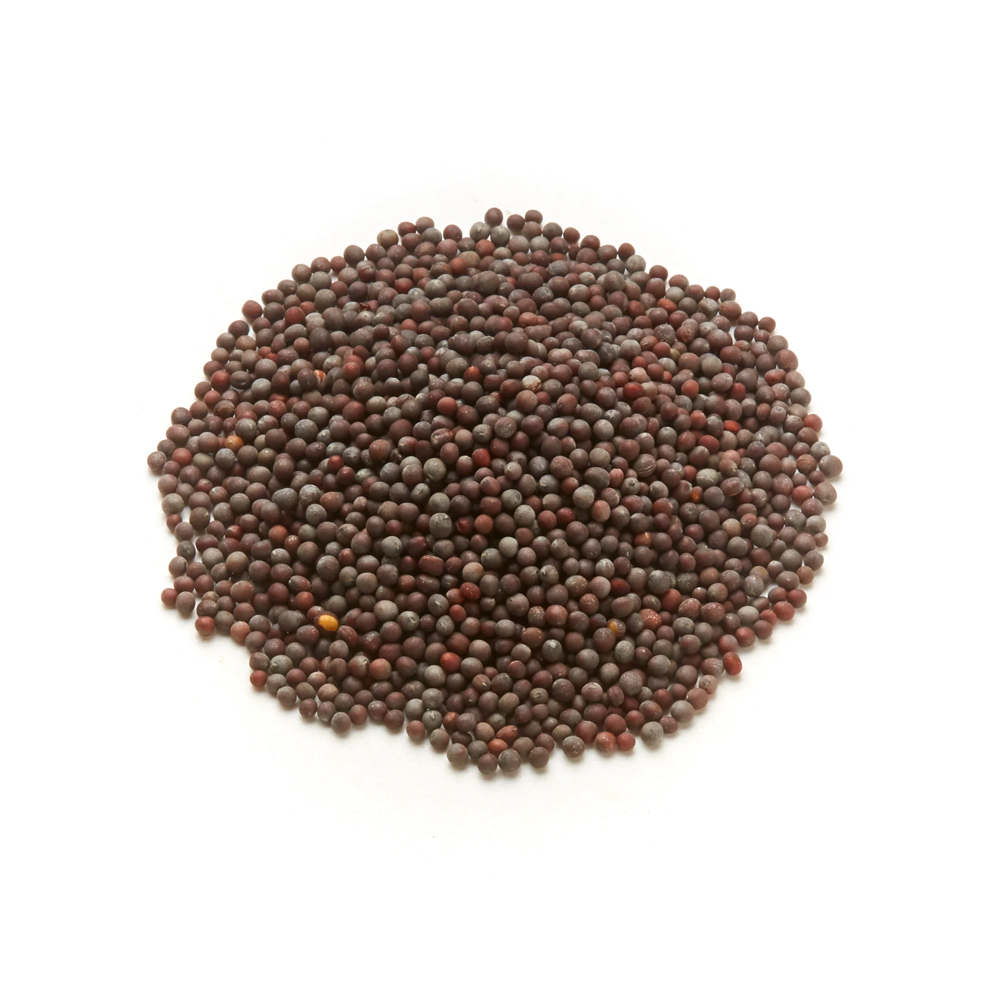 Black Mustard Seeds