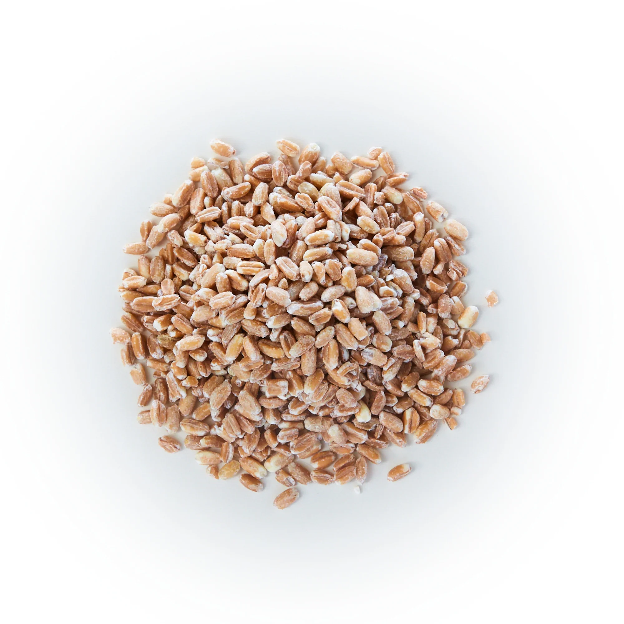 British Pearled Spelt Wheat (Farro Grande) - Image 2