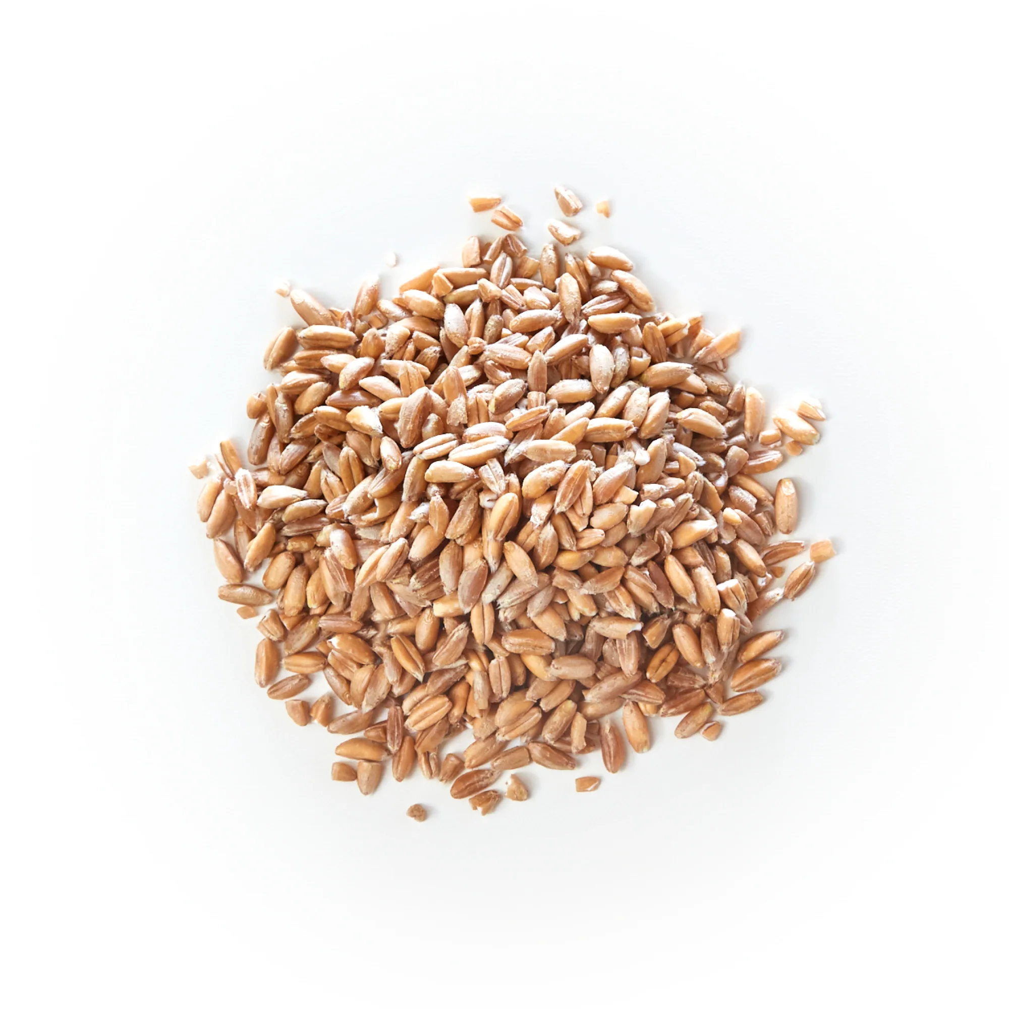Wholegrain Emmer Wheat (Farro Medio)