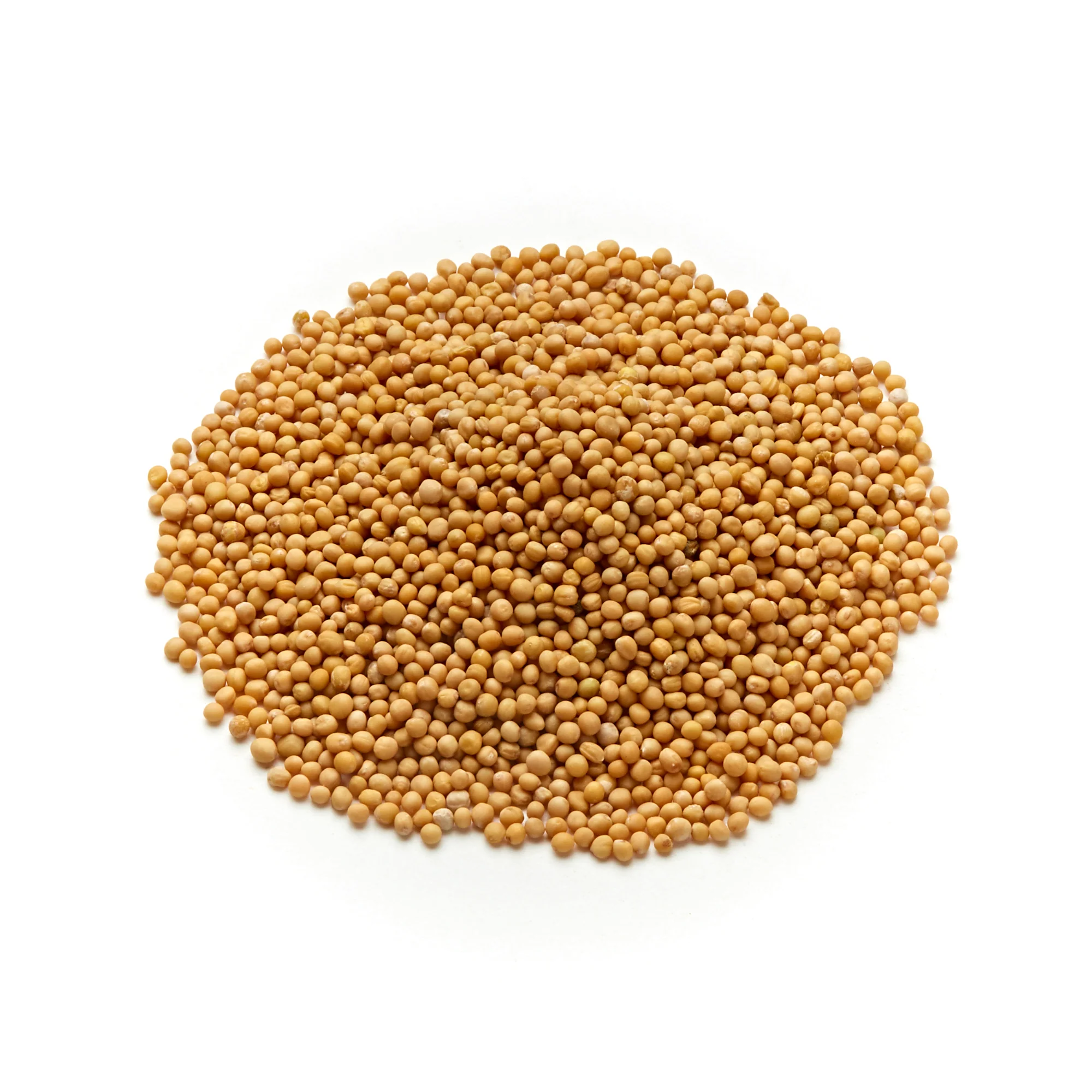 Yellow Mustard Seeds